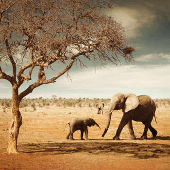 elephants9