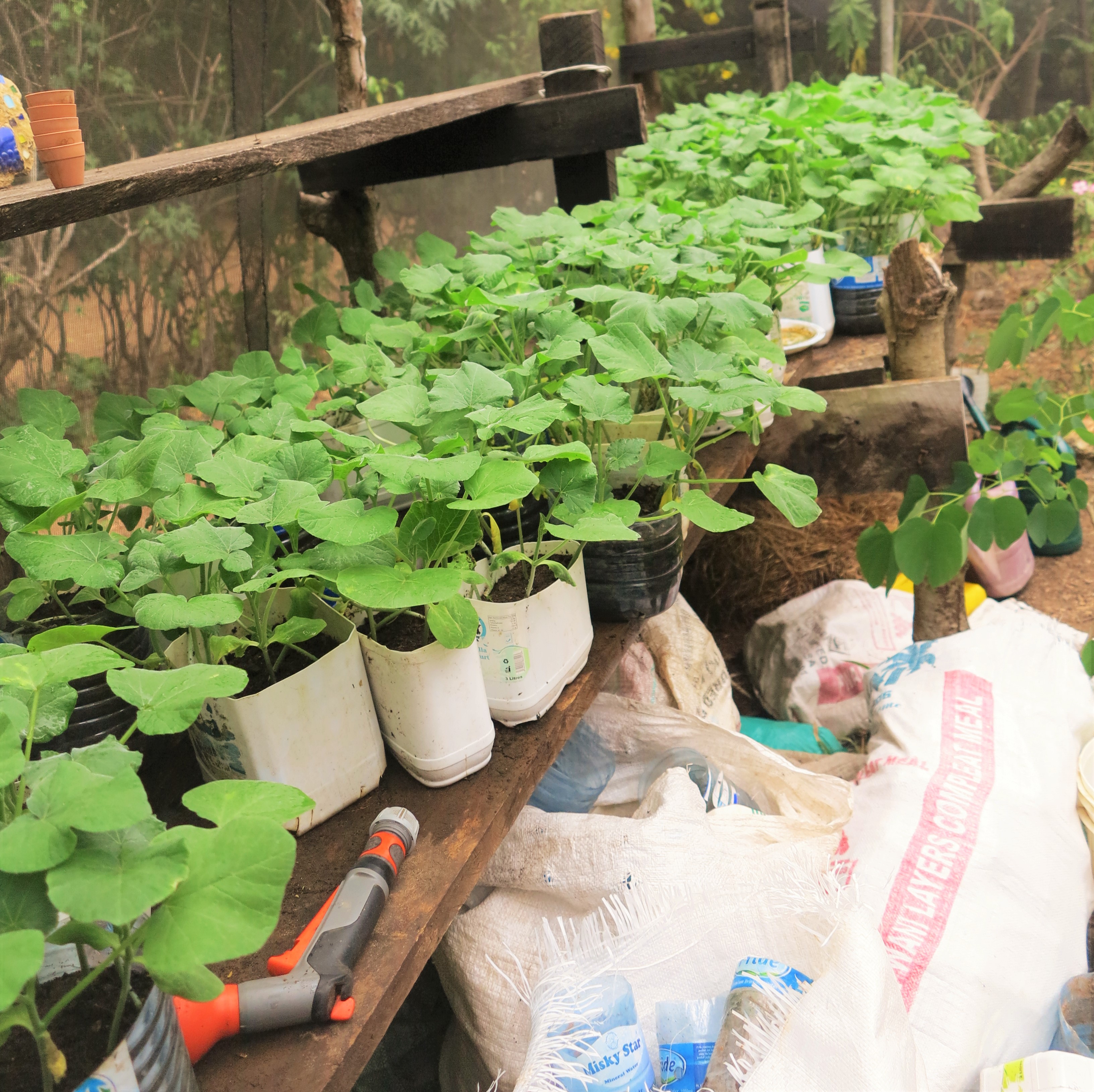 And some pumpkins ready to be planted