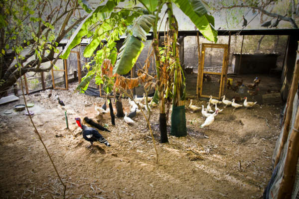chicken coop at distant relatives kilifi