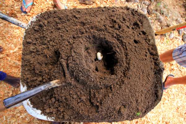 fertile soil at Distant Relatives Kilifi