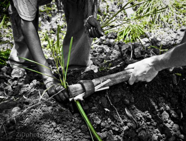 going eco at Distant Relatives KIlifi